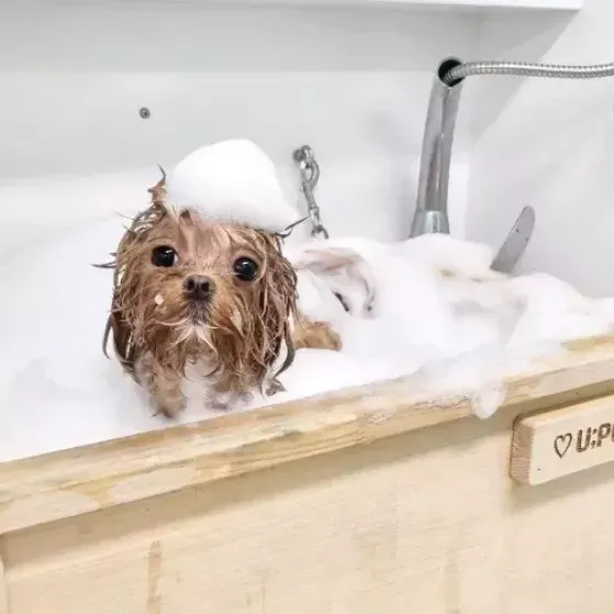 [경기 평택] 유폴 평택지제역점 10차