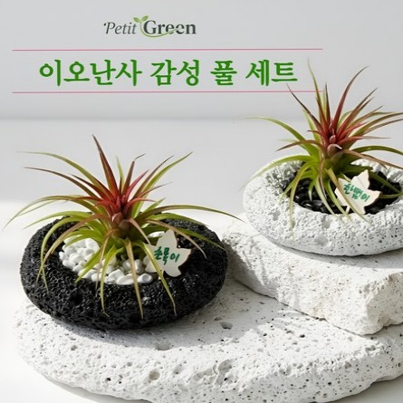 [어기마켓] 공기정화 반려식물