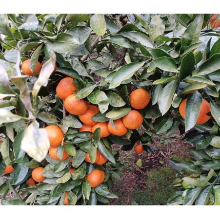 [범이네  농수산] 제주 천혜향