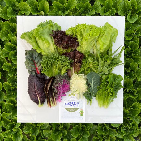 [지평농부] 샐러드 모듬채소 0차
