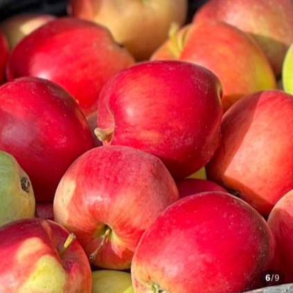 [성철이네농장] 부사사과 가정용 