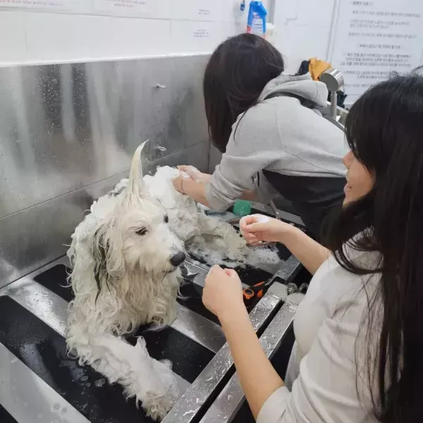 [경기 고양][페이백] 올도그베이싱중대형견셀프목욕실