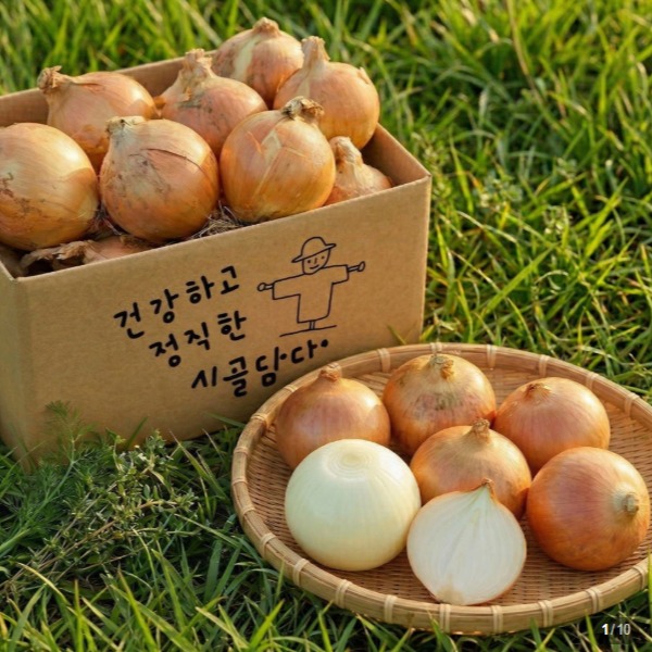 [시골담다] 양파