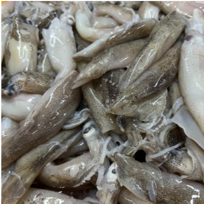 [파인밀] 급냉 총알한치