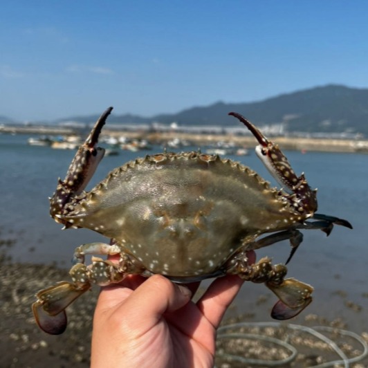 [공대컴퍼니] 가을 숫꽃게 활꽃게