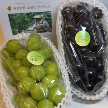 [소성단 샤인머스켓]샤인머스켓 