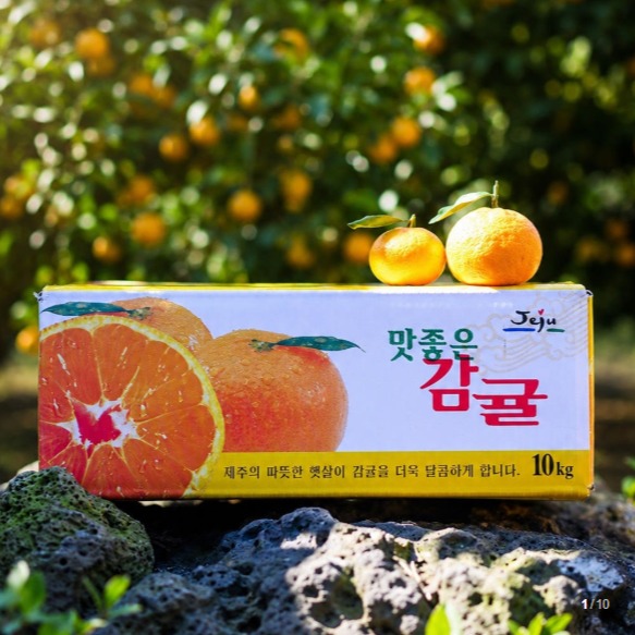 [The 바른] 제주감귤