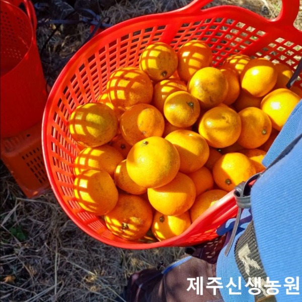 [제주신생농원] 제주 노지귤