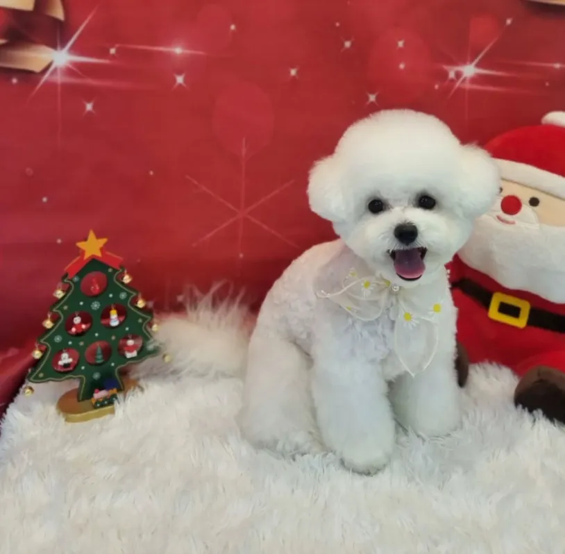 [인천 부평] 꽃보다 Dog 이미지