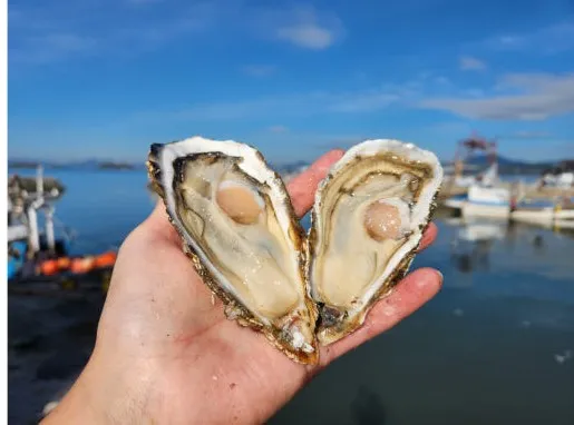 [명자수산] 석화굴 이미지