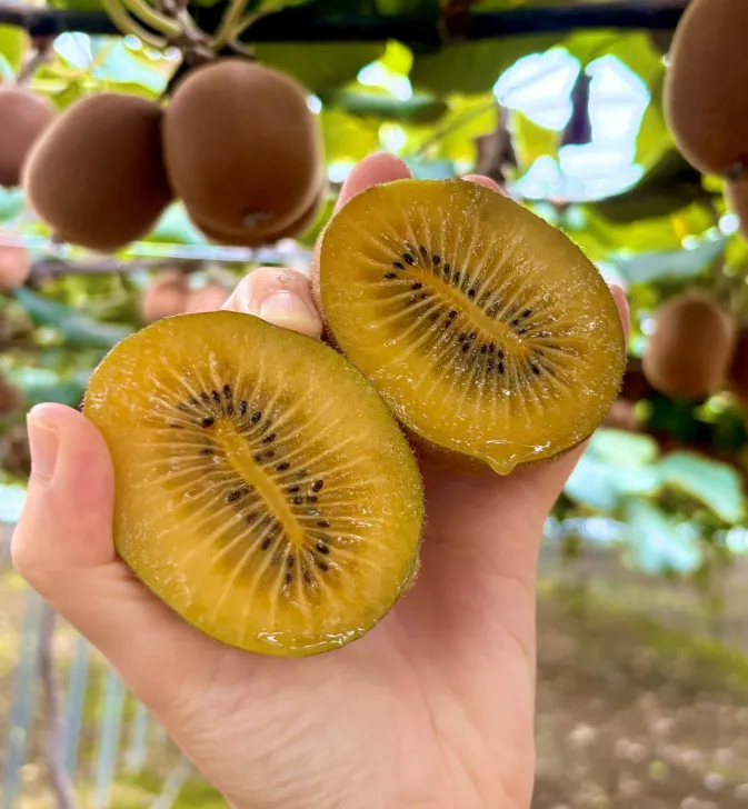 [퍼니농장] 골드키위 이미지