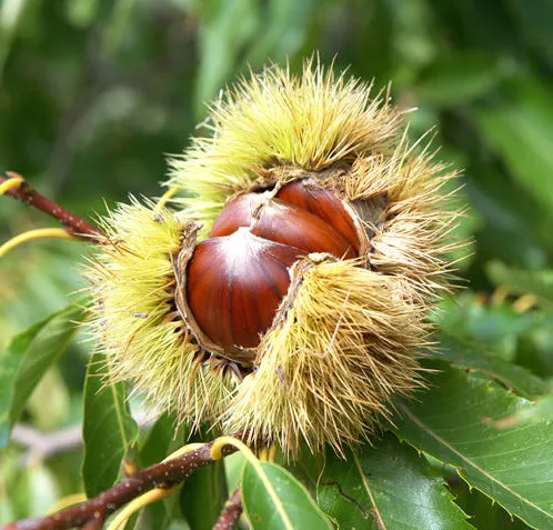 [위드랜드안심스토어] 공주햇밤 이미지
