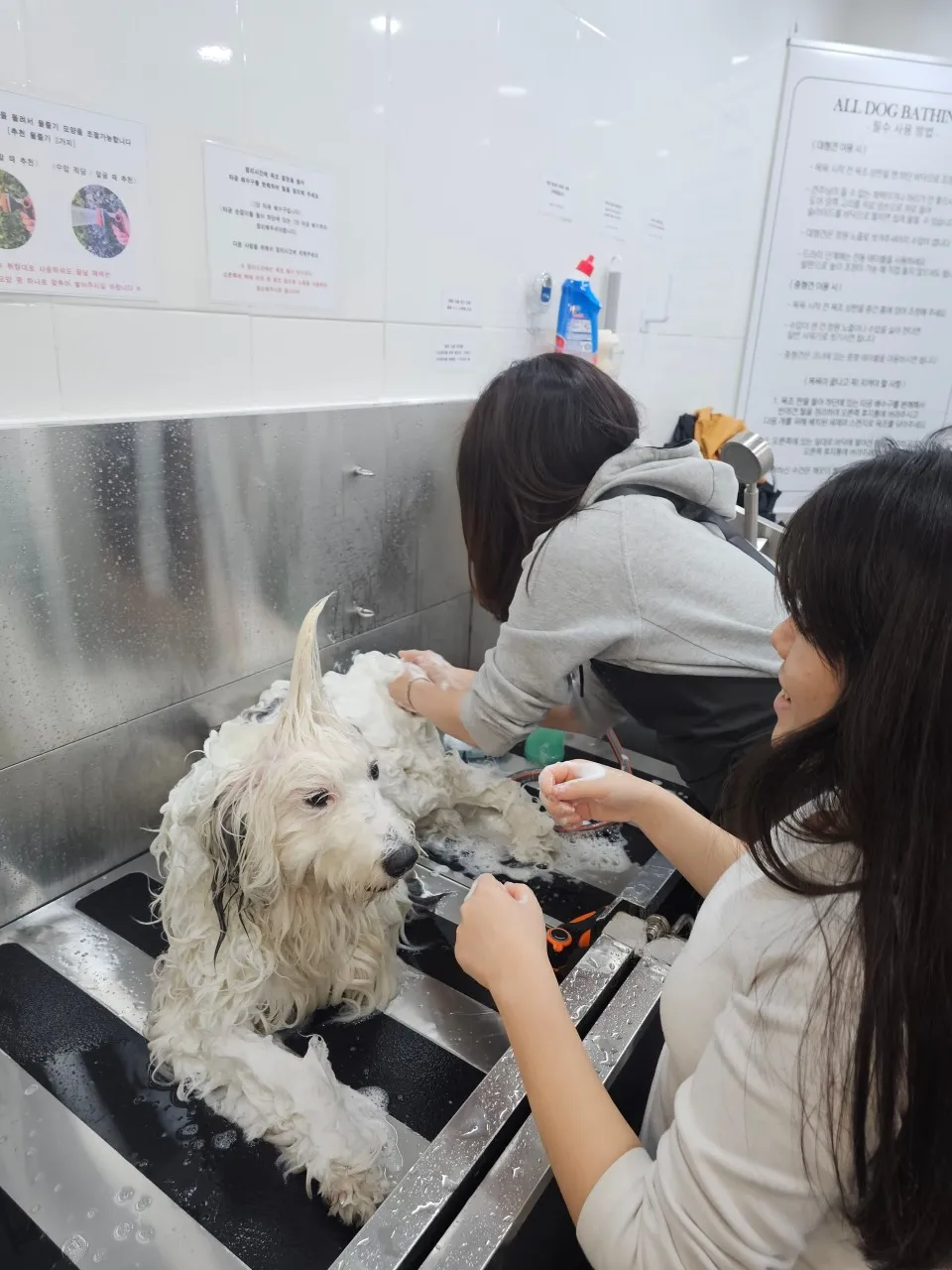 [경기 고양][페이백] 올도그베이싱중대형견셀프목욕실
