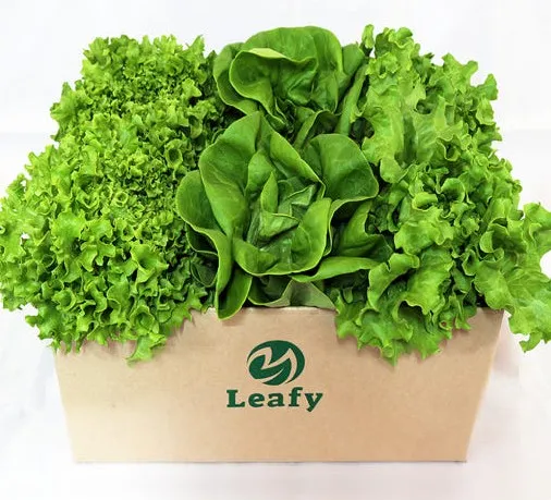 [리피] 친환경 유럽채소