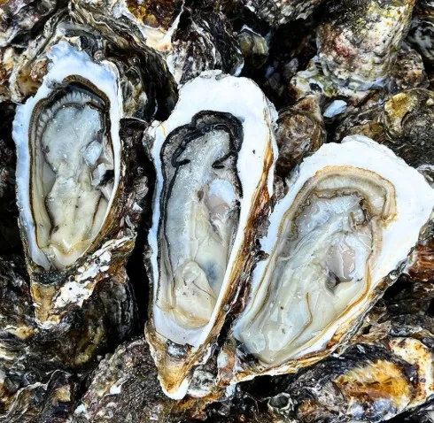 [위드랜드안심스토어] 여수 석화