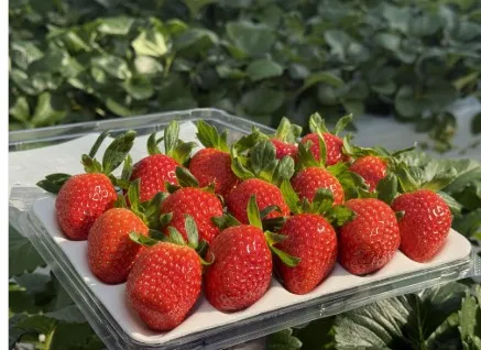 [꽉찬딸기] 설향딸기