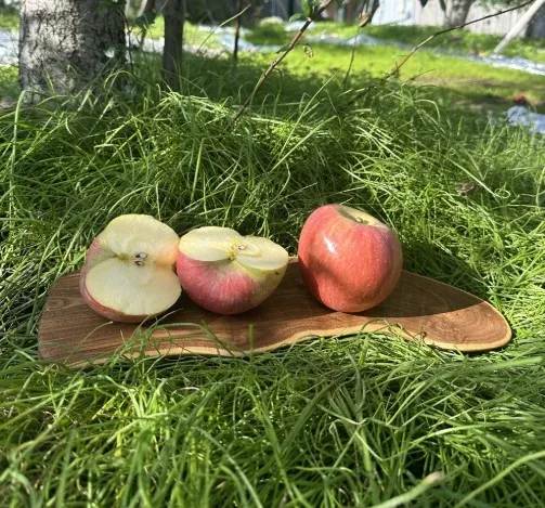 [사그레이사과] 못난이 흠과