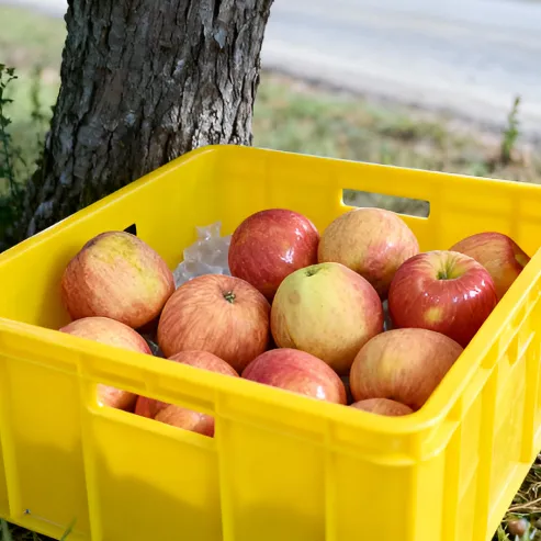 [릴스][열매달농원] 부사사과