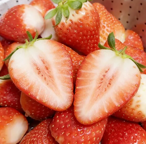 [릴스][열매달농원] 홍희딸기