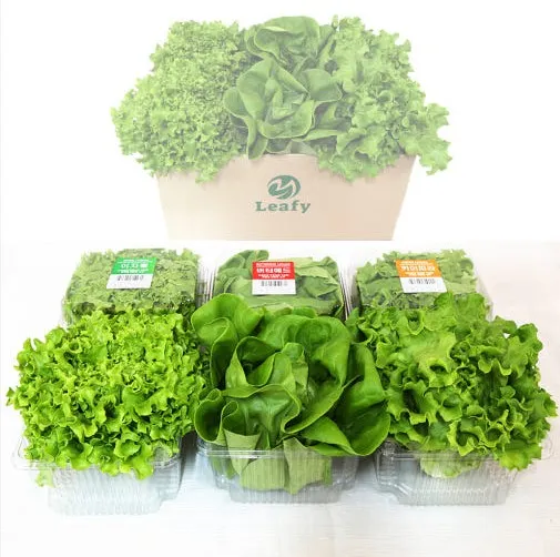 [클립][리피] 친환경 유럽채소