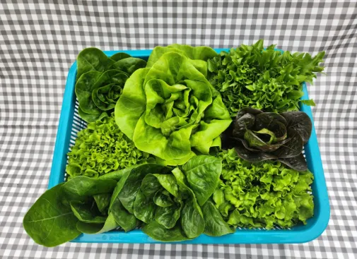 [해지아쿠아포닉스] 유럽상추