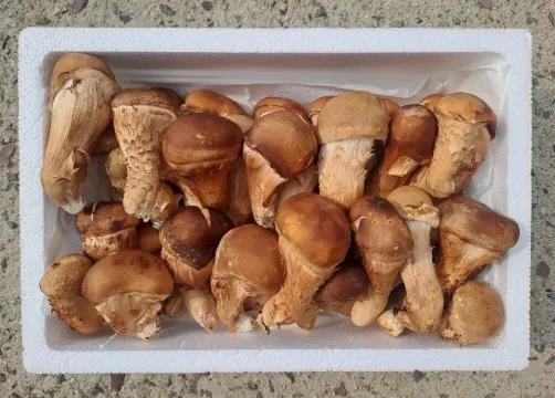 [클립][서로서로농장] 가정용 참송이버섯