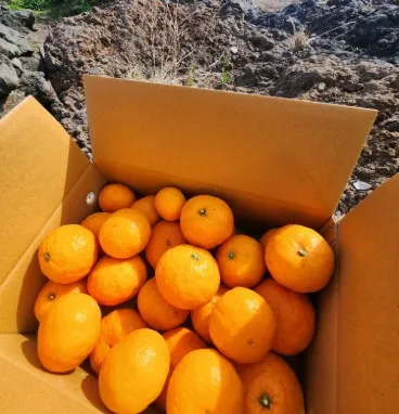 [임가네귤농장] 카라향