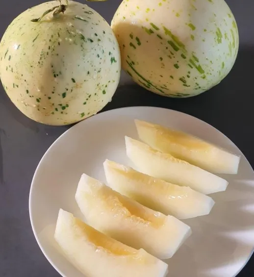 [선이네멜론] 함안 가야 백자 멜론