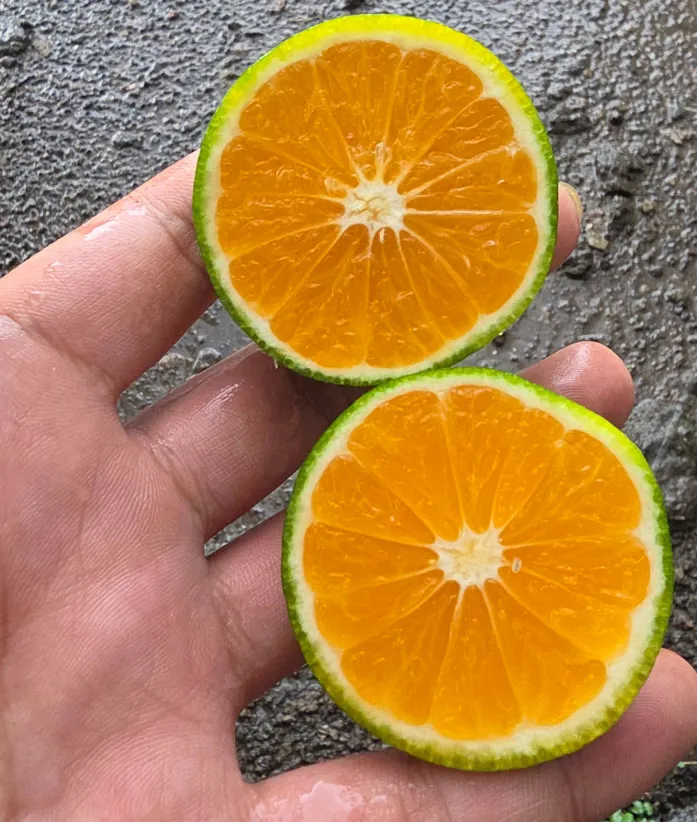[임가네귤농장] 그린향